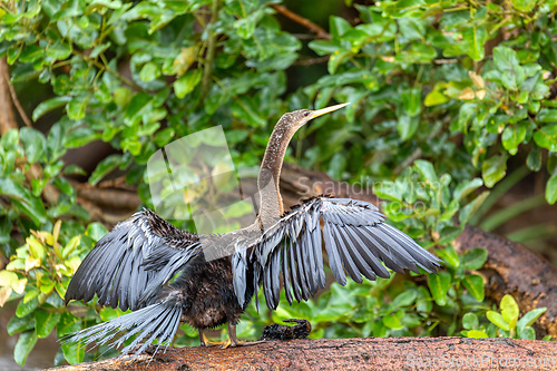 Image of Snakebird, darter, American darter, or water turkey, Anhinga anhinga, Costa Rica
