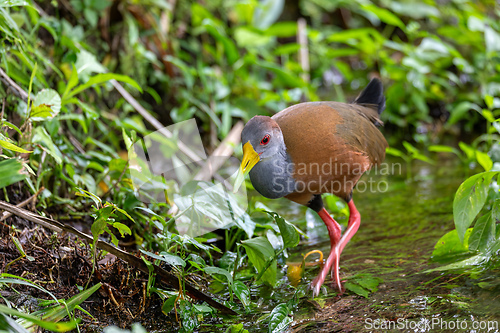 Image of Grey-cowled wood rail or grey-necked wood rail (Aramides cajaneus). La Fortuna, Wildlife and birdwatching in Costa Rica.