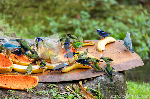 Image of Birds on bird feeder in La Fortuna Costa Rica