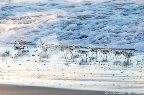Image of Western sandpiper, small shorebird. Tortuguero, Wildlife and birdwatching in Costa Rica.