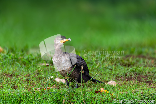 Image of Neotropic cormorant - Phalacrocorax brasilianus. Refugio de Vida Silvestre Cano Negro, Wildlife and bird watching in Costa Rica.