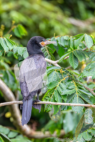 Image of Neotropic cormorant - Phalacrocorax brasilianus. Refugio de Vida Silvestre Cano Negro, Wildlife and bird watching in Costa Rica.