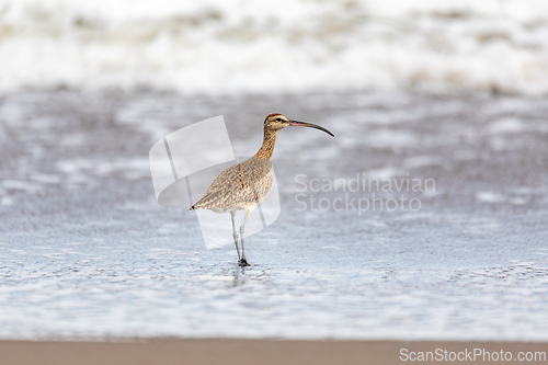 Image of Eurasian or Common whimbrel, Numenius phaeopus. Tortuguero, Wildlife birdwatching in Costa Rica.