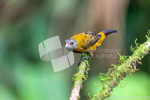 Image of Scarlet-rumped tanager female - Ramphocelus passerinii,La Fortuna, Wildlife and birdwatching in Costa Rica.