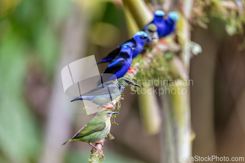 Image of Scarlet-rumped tanager female - Ramphocelus passerinii,La Fortuna, Wildlife and birdwatching in Costa Rica.