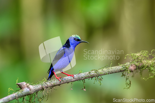 Image of Scarlet-rumped tanager female - Ramphocelus passerinii,La Fortuna, Wildlife and birdwatching in Costa Rica.