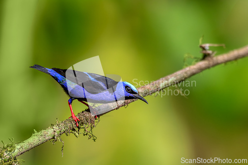 Image of Scarlet-rumped tanager female - Ramphocelus passerinii,La Fortuna, Wildlife and birdwatching in Costa Rica.