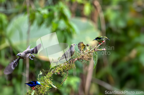 Image of Palm tanager (Thraupis palmarum), La Fortuna, Wildlife and birdwatching in Costa ica.