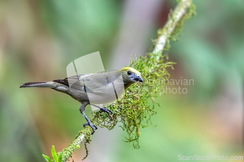 Image of Palm tanager (Thraupis palmarum), La Fortuna, Wildlife and birdwatching in Costa ica.