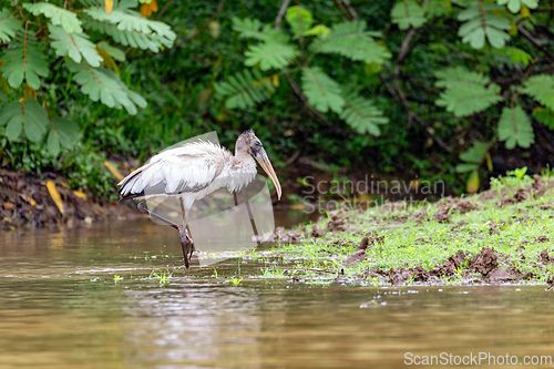Image of Wood stork - Mycteria americana. Refugio de Vida Silvestre Cano Negro, Wildlife and bird watching in Costa Rica.