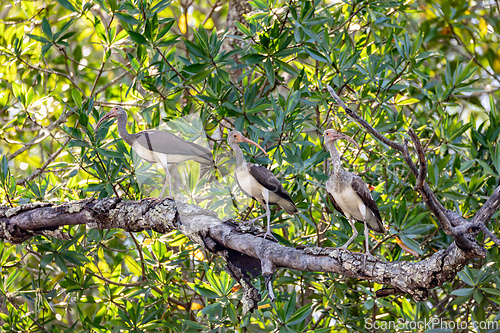 Image of American white ibis juvenile (Eudocimus albus). Rio Tenorio, Guanacaste. Wildlife and birdwatching in Costa Rica.