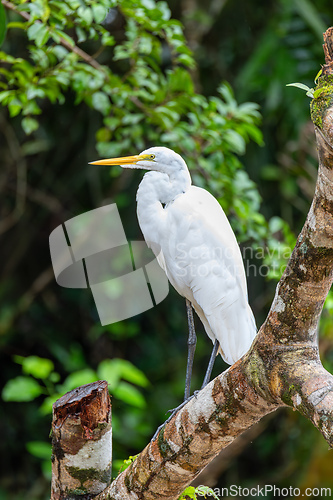 Image of Great egret, Ardea alba Cano Negro, Costa Rica