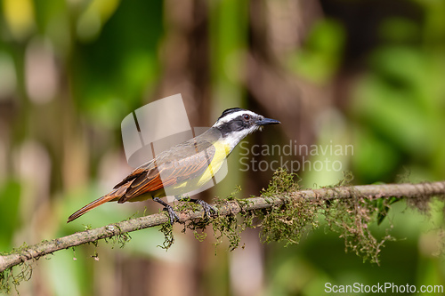 Image of Great kiskadee, Pitangus sulphuratus, La Fortuna, Volcano Arenal, Costa Rica Wildlife
