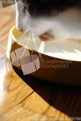 Image of Cat drinking milk