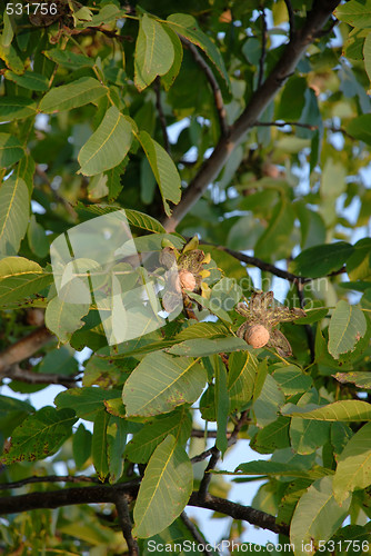 Image of Ripe walnut on tree