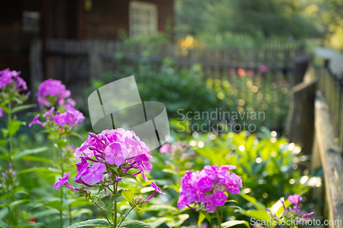 Image of Purple phloxes in a country garden