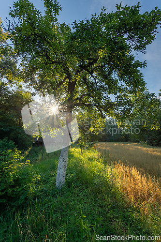 Image of A fruit tree lit by the morning sun