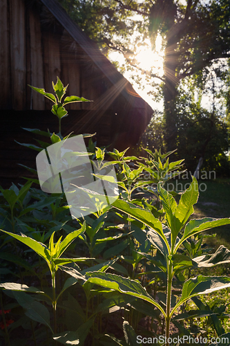 Image of An old wooden cottage in the morning sun