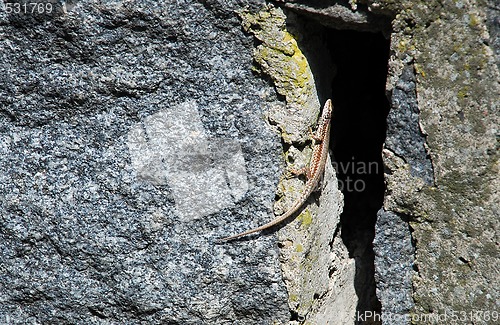 Image of lizard on stone