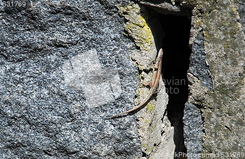 Image of lizard on stone