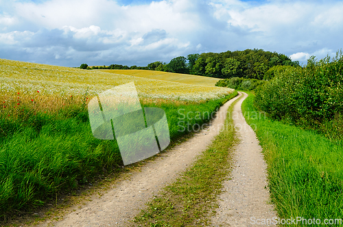Image of Winding Country Road Between Lush Green Fields Under Bright Blue