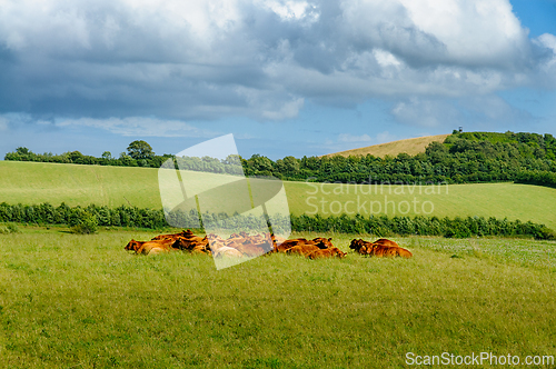 Image of Cattle Resting Peacefully in Lush Green Pasture Under Dramatic B