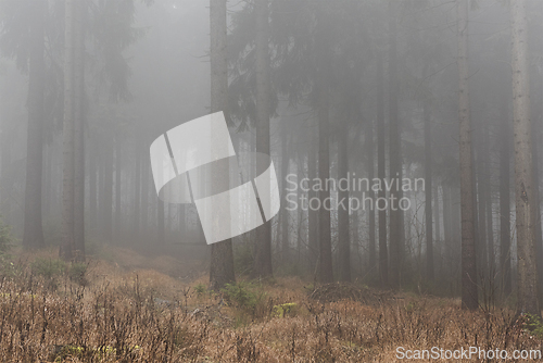 Image of Fog in the forest in autumn. A gloomy day