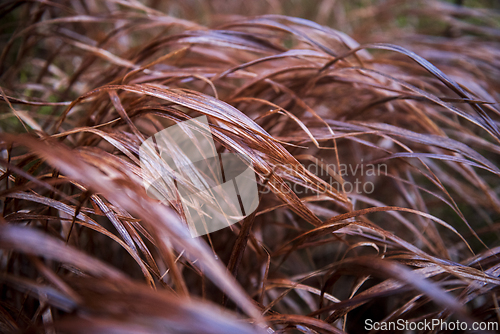 Image of Dry grass in autumn on a rainy day. 
