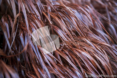 Image of Dry grass in autumn on a rainy day.