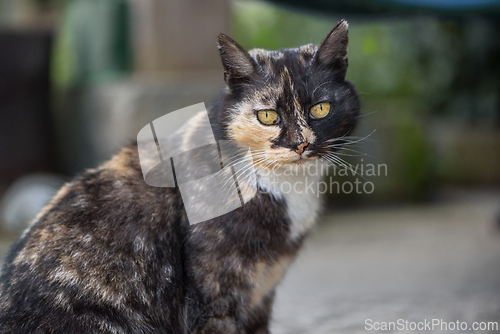 Image of Portrait of a tricolor cat