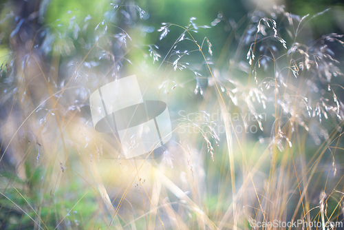 Image of A shot of dry beige grass on a meadow  in summer time. 