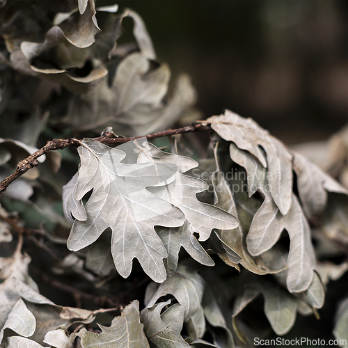 Image of Dry oak leaves on a branch