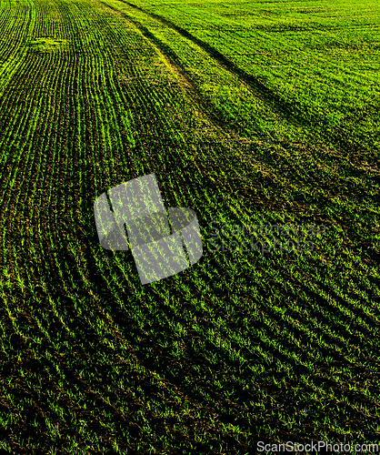 Image of Young sprouts of winter wheat.  Agricultural landscape.