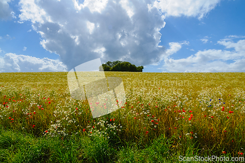 Image of A Vibrant Meadow Under Dramatic Clouds With Wildflowers Amidst G