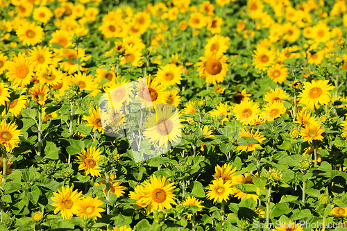Image of Sunflower Field