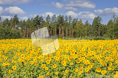 Image of Sunflower Field, Forest and Sky
