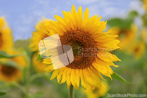 Image of Beautiful Sunflower