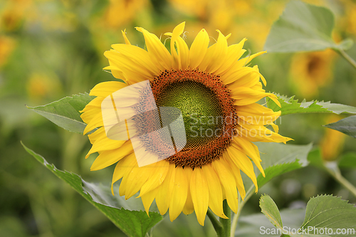 Image of Beautiful Sunflower Growing in Field