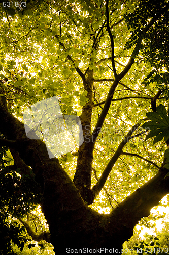 Image of Glowing Leaves