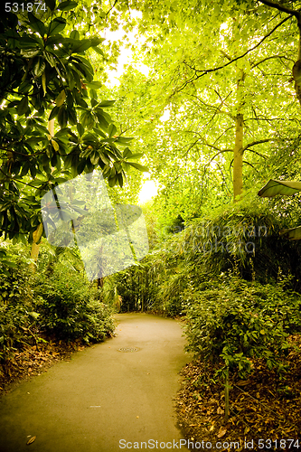 Image of Forest Trail