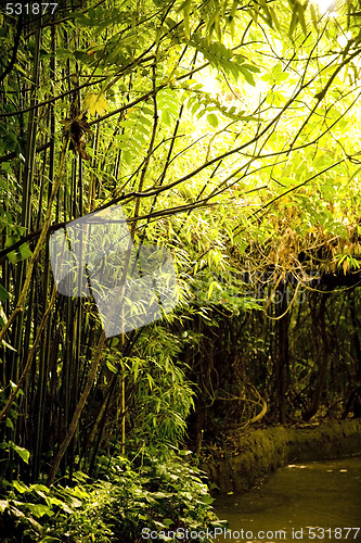 Image of Forest Trail