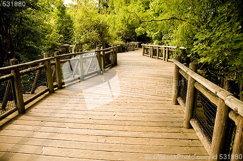 Image of Forest Trail