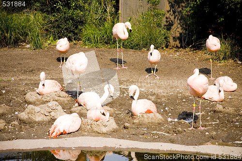 Image of Pink Flamingos