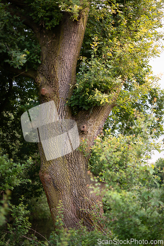 Image of The trunk of an old oak tree