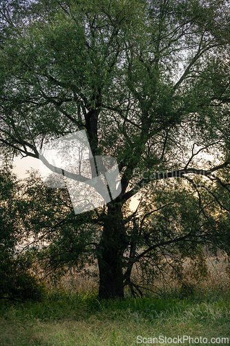 Image of Willow at dawn