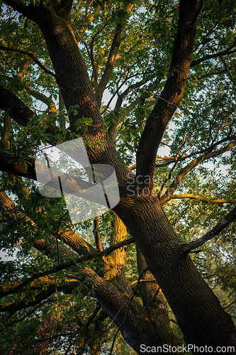 Image of Sun spots on the branches