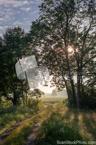 Image of Morning among the trees