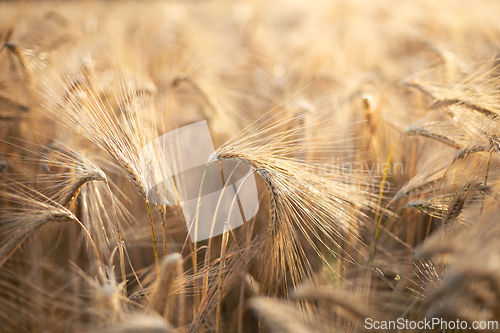 Image of Barley dancing in the sun