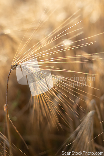 Image of Barley dancing in the sun