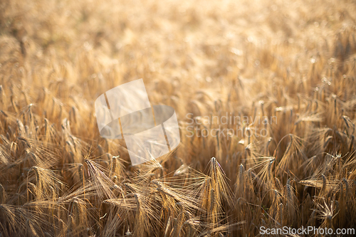 Image of Barley dancing in the sun